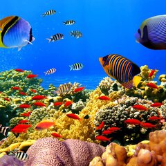 Подводный мир Красного моря