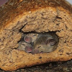 Мышки спрятались в хлебе