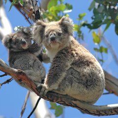 Коалы на дереве