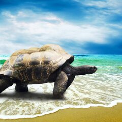 Большая морская черепаха на берегу моря