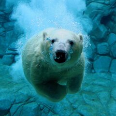 Белый медведь плавает под водой