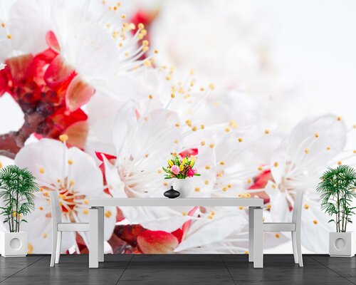 Белая сакура Белая сакура