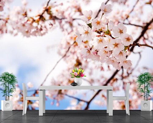 Сакура в цвету на фоне неба Сакура в цвету на фоне неба