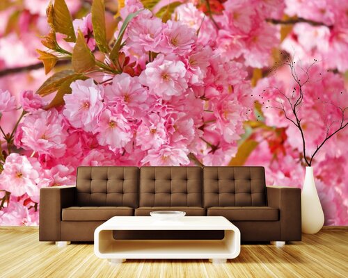 Буйное цветение сакуры Буйное цветение сакуры