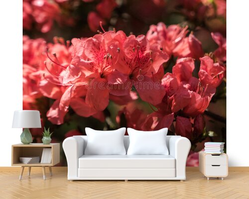 Красная сакура в саду Красная сакура в саду