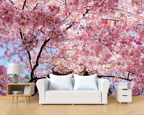 Чудесная сакура в цвету Чудесная сакура в цвету