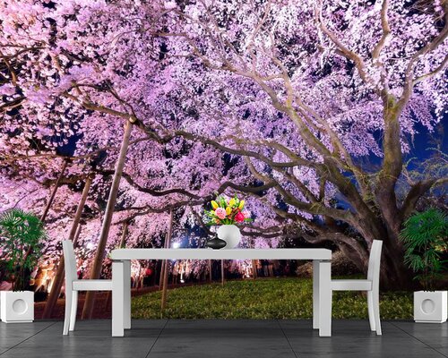 Цветение сакуры весной Цветение сакуры весной