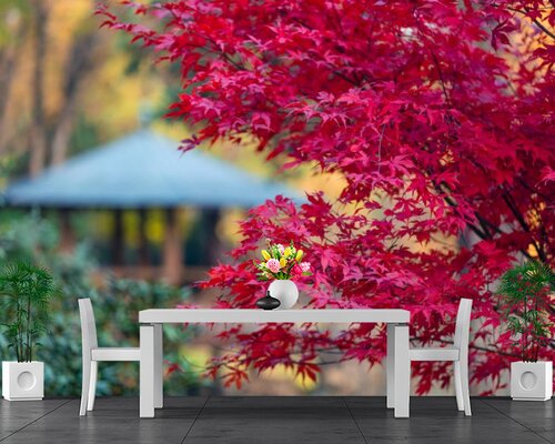 Клен осенью Клен осенью