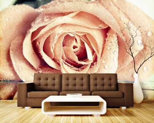 Розовая роза в каплях росы Розовая роза в каплях росы