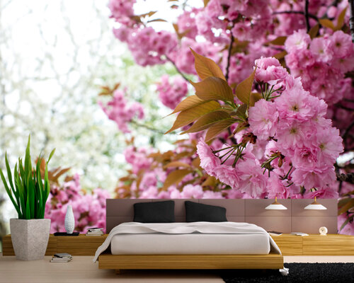 Весенняя сакура в Японии Весенняя сакура в Японии