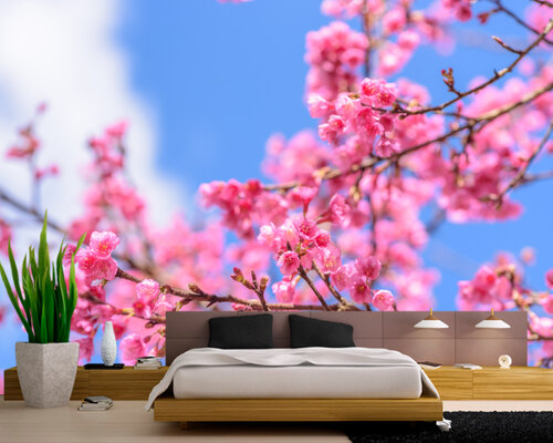 Ветки цветущей сакуры Ветки цветущей сакуры