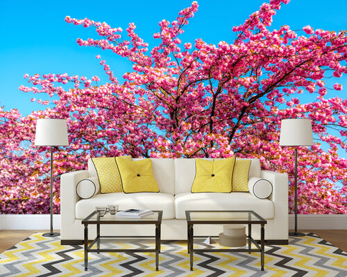 Весенняя сакура и голубое небо Весенняя сакура и голубое небо